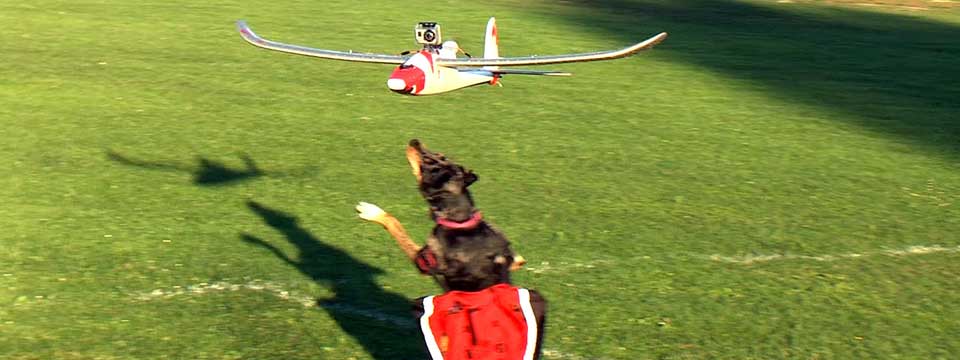Dogs Chasing Plane